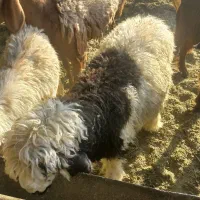 فروش کهره،بز،بره|حیوانات مزرعه|شیراز, میانرود|دیوار