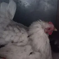 مرغ کرچ|حیوانات مزرعه|سرپل ذهاب, |دیوار