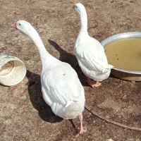 قوغاز یک جفت نزدیک به تخم هستند