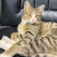 گربه ی گم شده حوالی بعثت و فردوسی شمالی