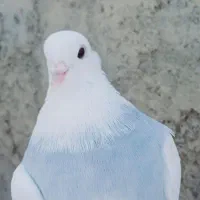 گمشده مژدگانی