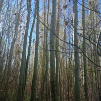 خرید انواع چوب|خدمات باغبانی و درختکاری|خمین, |دیوار