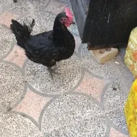 مرغ تخمگذار