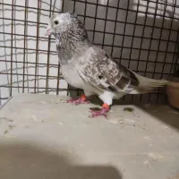 کبوتر.رنگی.دم سفید.سرور