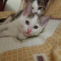 واگذاری رایگان بچه گربه