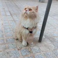 حیوانات خانگی