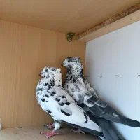 کبوتر کفتر|پرنده|هشتگرد, شهرک راه آهن|دیوار