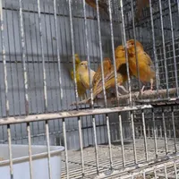 قناری و شاه طوطی نر تک و مرغ عشق انگلیسی|پرنده|ساری, |دیوار