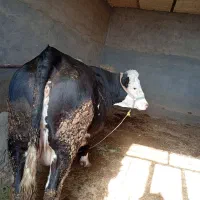 حیوانات مزرعه