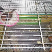 قناری سوخته سرخ بلژیکی