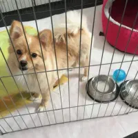 سگ پامر روباهی|سگ|شیراز, شهرک ترکان|دیوار