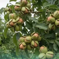 فروش عمده گردو بادام پسته نهال ژنوتیپ برتر