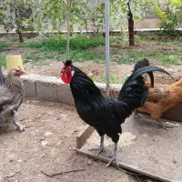 خروس زینتی دم بلند کاکل دار