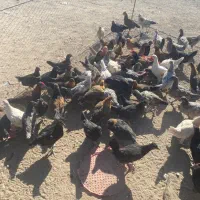 مرغ و خوروس محلی برای قربانی و رفع بلاهم میشه|حیوانات مزرعه|سیرجان, |دیوار