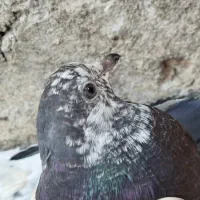 کبوتر|پرنده|دامن, |دیوار