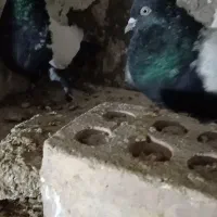 سلام چندفروشی|پرنده|زرند, |دیوار