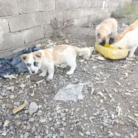 سگ چاعو چاعو|سگ|محمدیه-قزوین, |دیوار