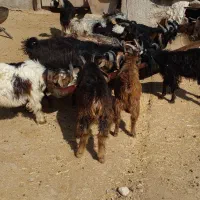 ۱۰ تا کهره نر