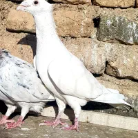 سفید نر درجه یک بغدادی