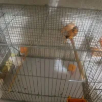 قناری سرخ|پرنده|قم, سالاریه|دیوار