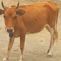 گوساله جوان یک ساله|حیوانات مزرعه|رشت, پسیخان|دیوار