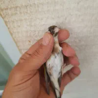 ماده سهره قفسی