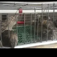 تخم بلدرچین|حیوانات مزرعه|قم, سید معصوم|دیوار