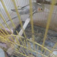 جوجه عروس هلندی