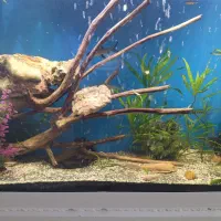 یک آکواریوم لاکچری|ماهی|مشهد, الهیه|دیوار