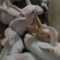 بچه خرگوش سالم باادب حرف گوش