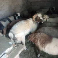 قوچ دورگ شال شیرازی میش رون