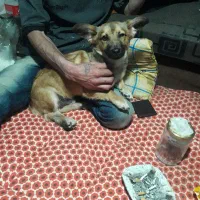 سگ نژاد سوسیس