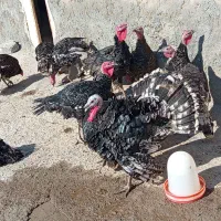 بوقلمون رویال پالم  12 عدد 30000000|حیوانات مزرعه|باسمنج, |دیوار