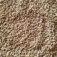 گندم بذری کلاته