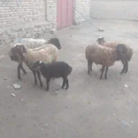 شش راس میش وبره