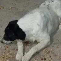 گمشده محدوده فرخان کهنه *مژدگانی ۳۰ میلیونی*|حیوانات|قوچان, |دیوار