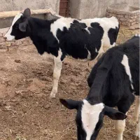 گوساله قطع شیر