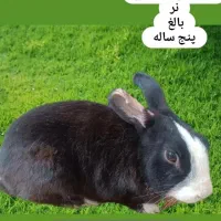 خرگوش نر ۵ساله سالم