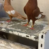 کبوتر یا کفتر بهبهانی