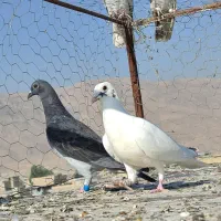 کبوتر کفترگم شده
