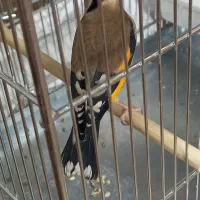 سهره|پرنده|تهران, اقدسیه|دیوار