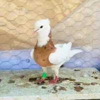 طوقی زرد خال سیاه ، هفت‌رنگ خطی...|پرنده|قزوین, |دیوار