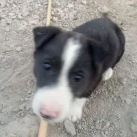 واگذاری پاه کوتا کوچولو