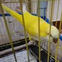 راهب لوتینو رام نر