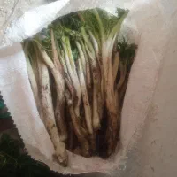 سلام کنکر تازه