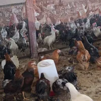جوجه خروس گلین|حیوانات مزرعه|مرودشت, فاز دوم شهرک فرهنگیان|دیوار
