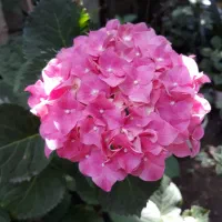 گلهای درختی|گل و گیاه طبیعی|رشت, دیلمان|دیوار