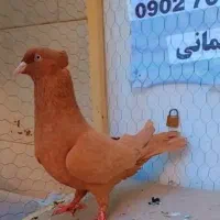 زرد کاکلی و کرمونی خوشگل نر ماده