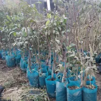 صنوبر / گلابی/ انار / پیوندی / احمد آقایی