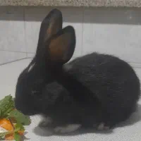 بچه خرگوش مشکی|موش و خرگوش|شیراز, فرگاز|دیوار